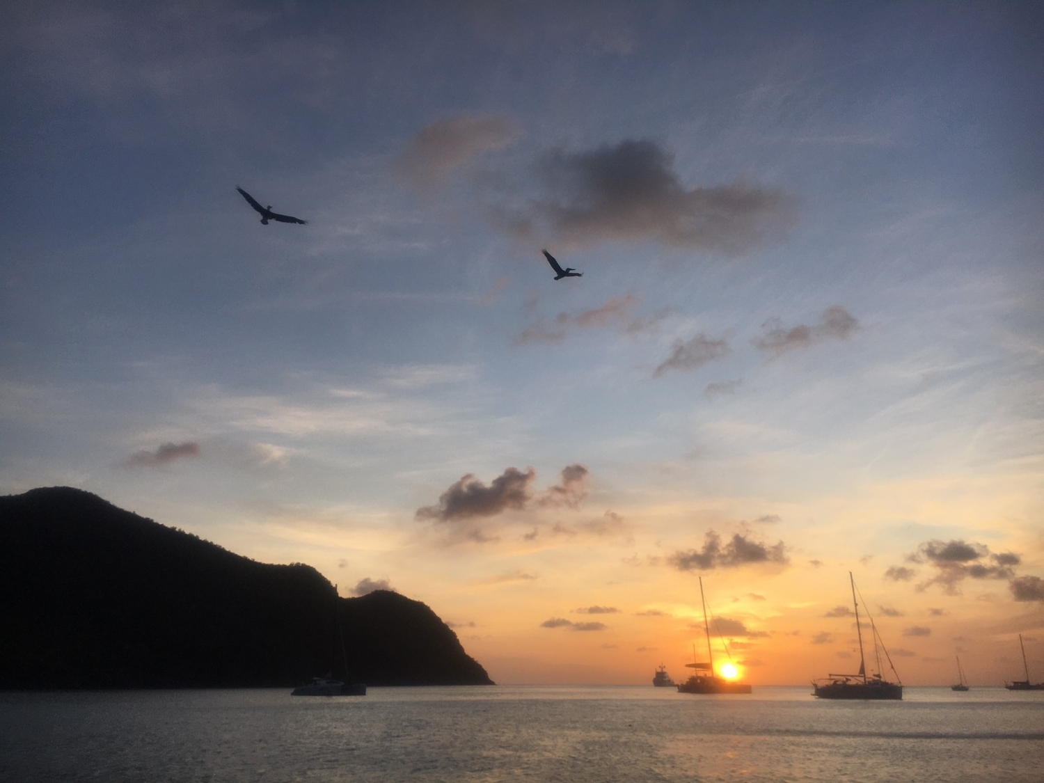 pelicans sunset fishing