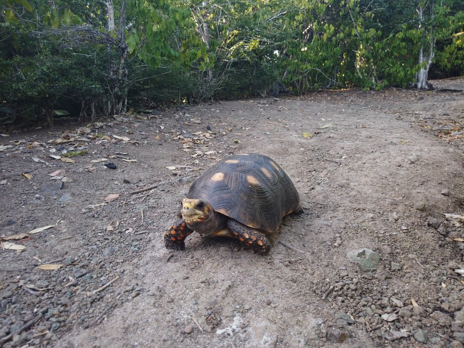 Schildkröte 